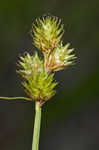 Troublesome sedge